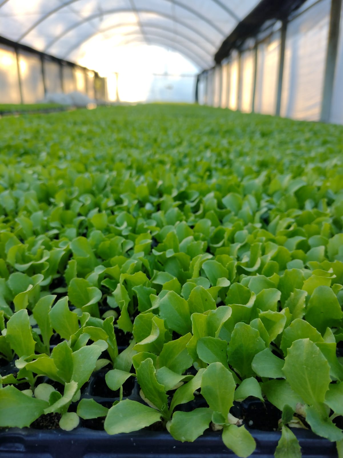 Verduras frescas