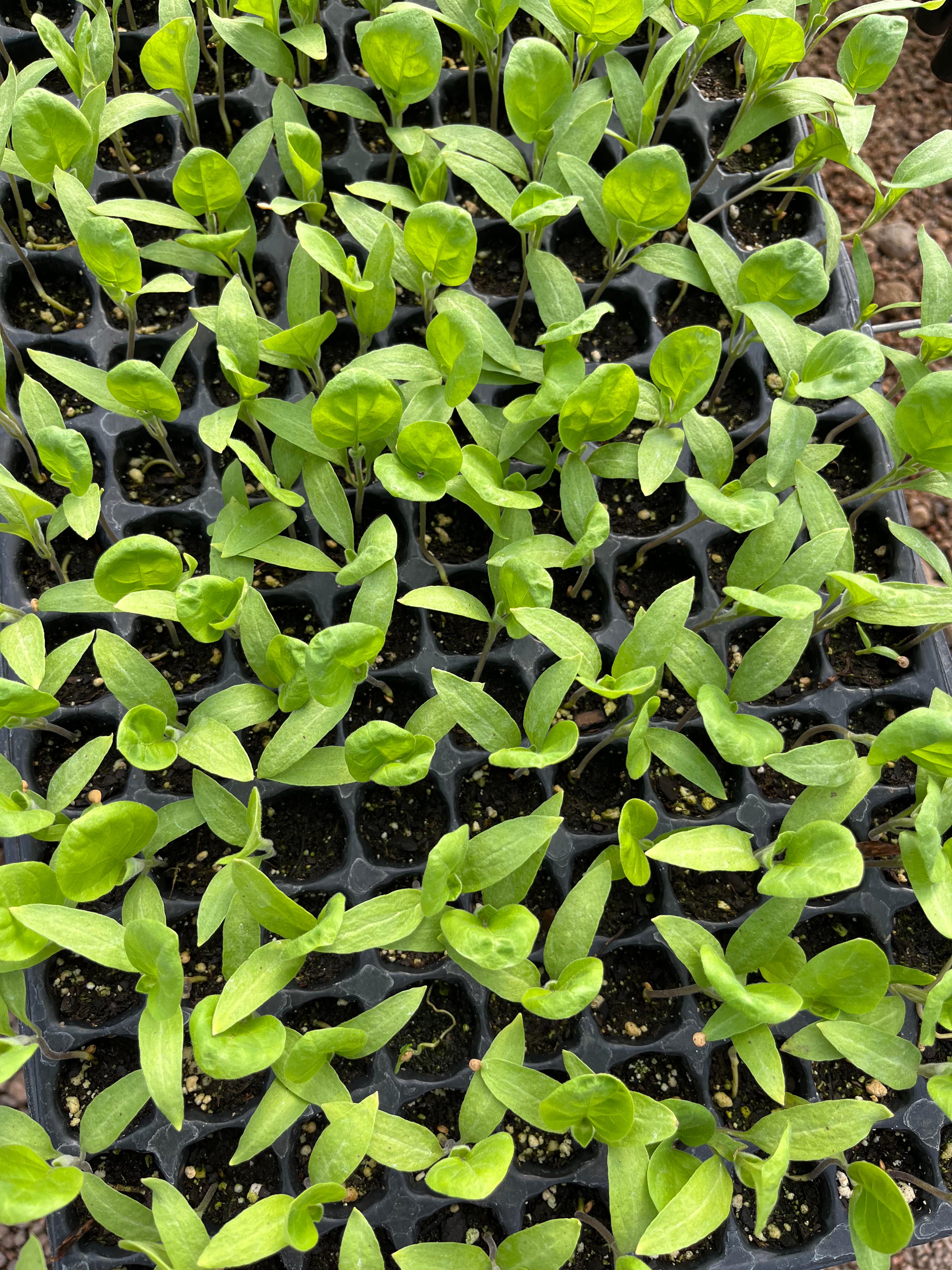 Verduras frescas