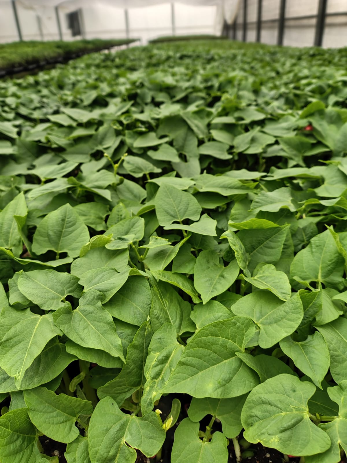 Verduras frescas