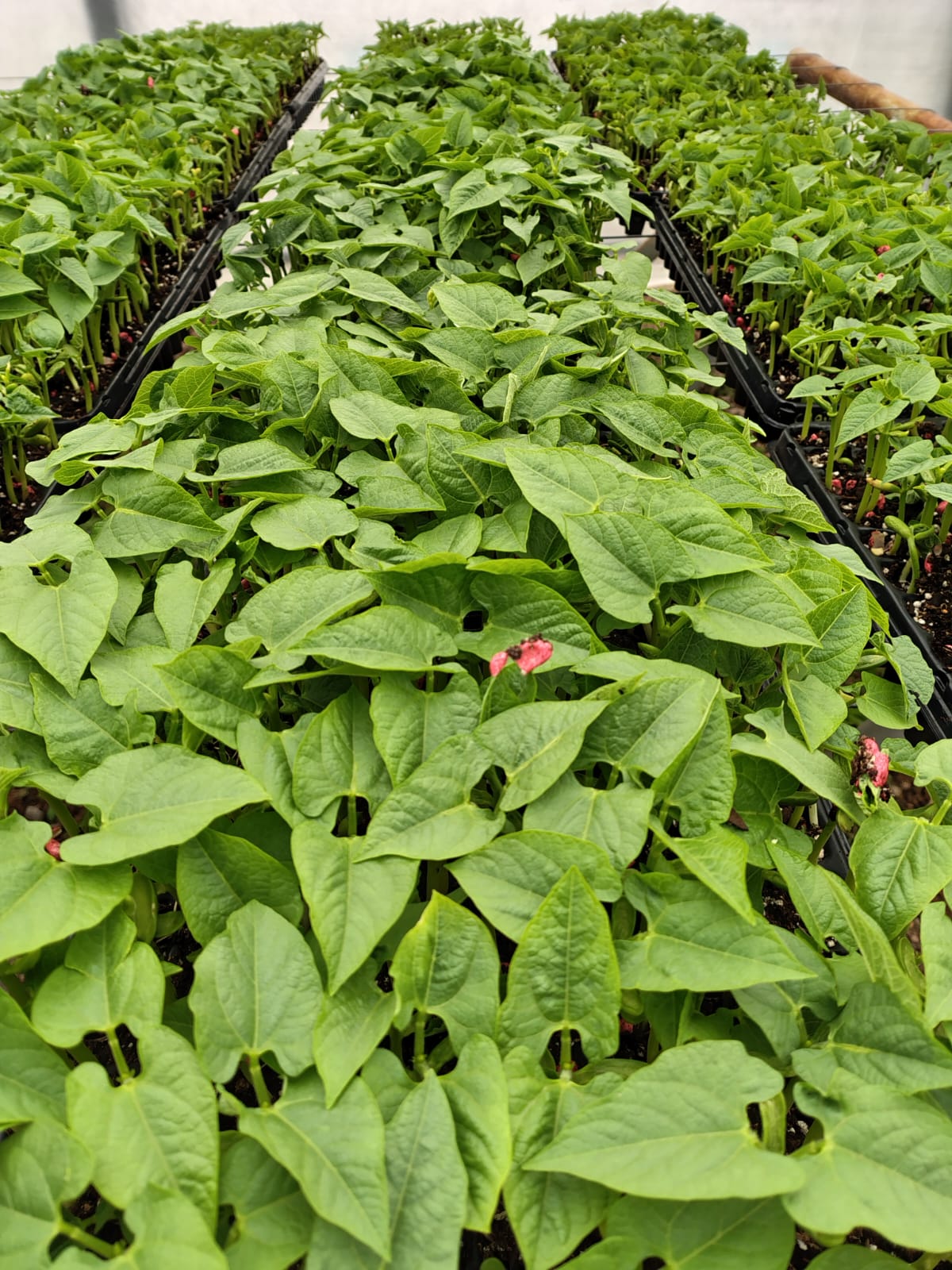 Verduras frescas