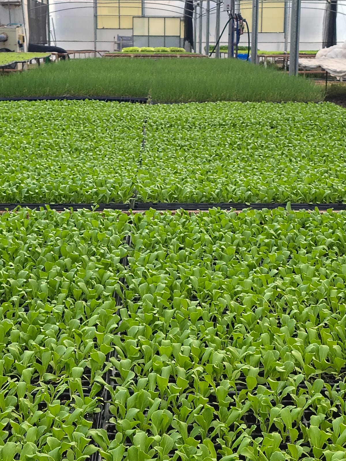 Verduras frescas
